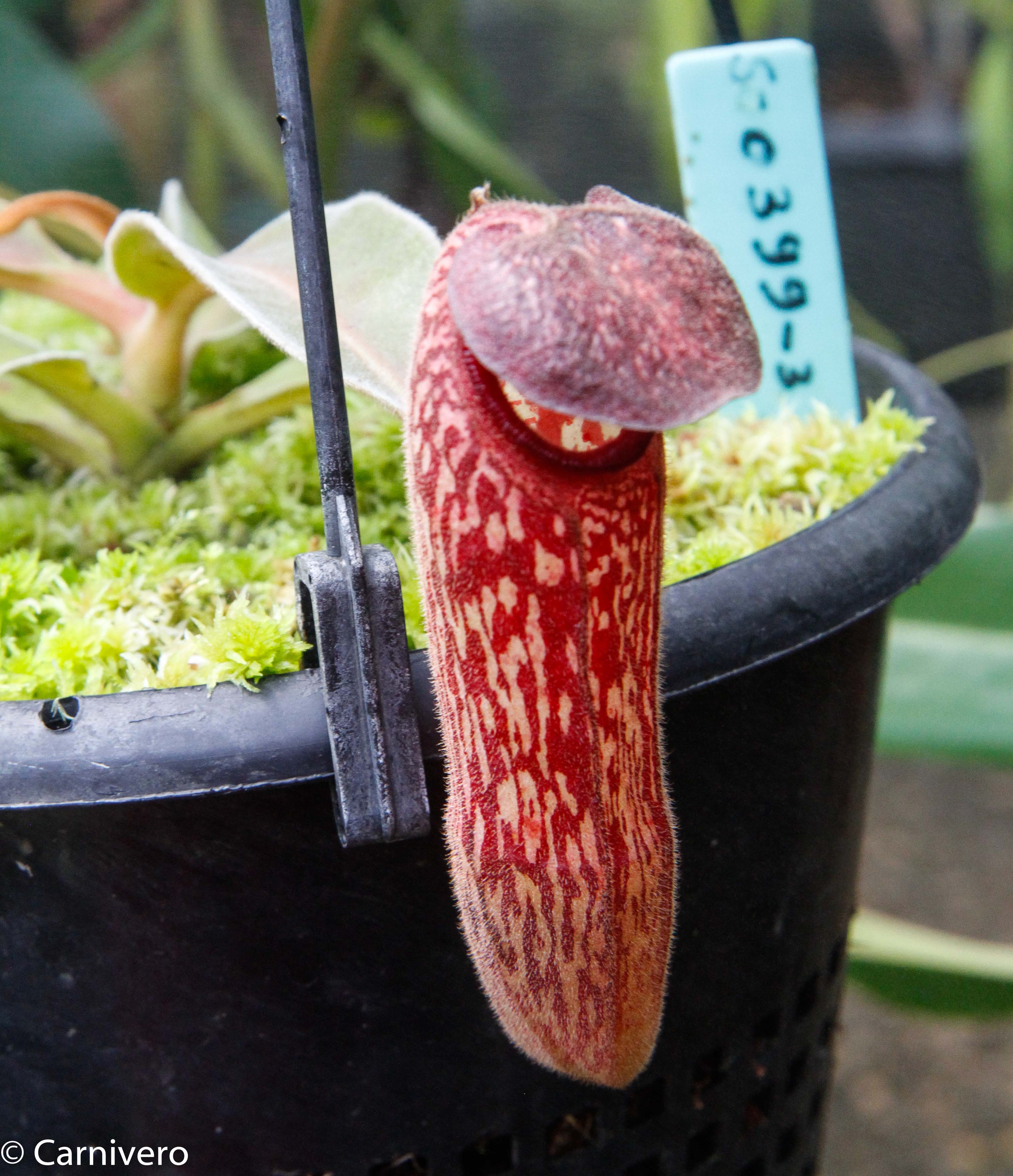 Nepenthes klossii, BE-4014 – Carnivero