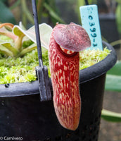 Nepenthes klossii, BE-4014