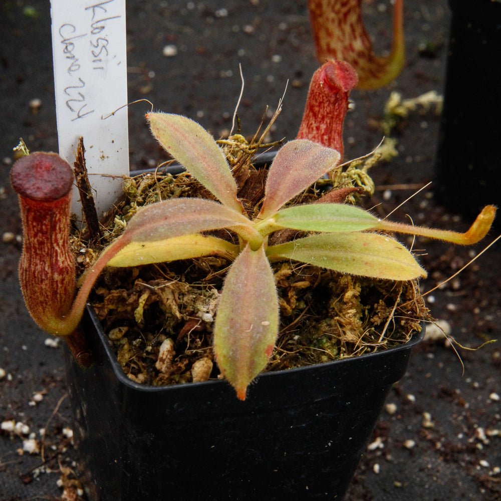 
                      
                        Nepenthes klossii, clone 224
                      
                    