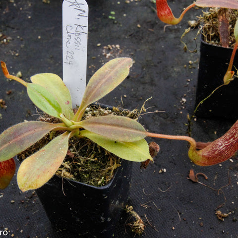Nepenthes klossii clone 224 plant in a black pot with pale green leaves and a long curved red pitcher.