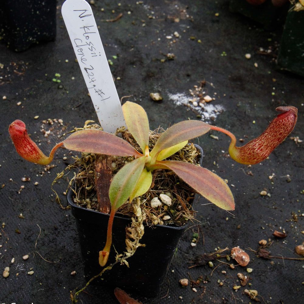 
                      
                        Nepenthes klossii, clone 224
                      
                    
