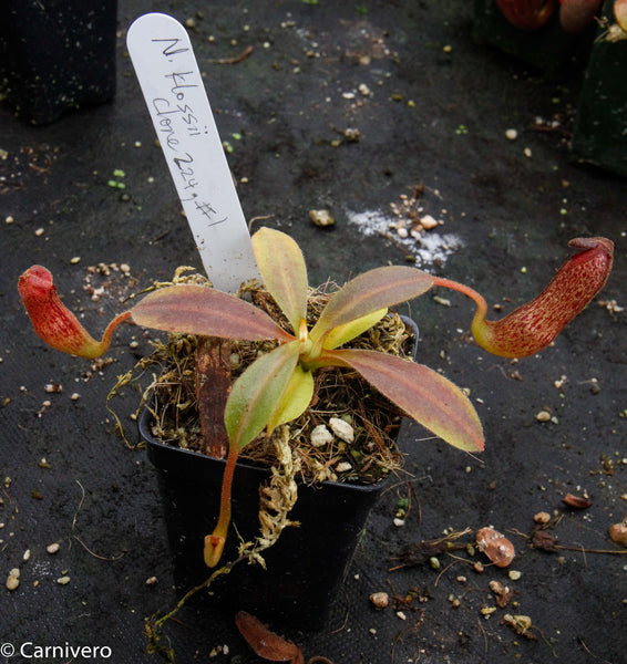 Nepenthes klossii, clone 224