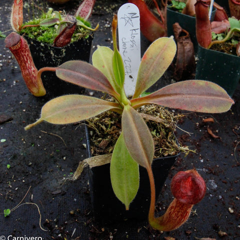 Nepenthes klossii clone 227 young plant with wide pale leaves and a red patterned pitcher on the right