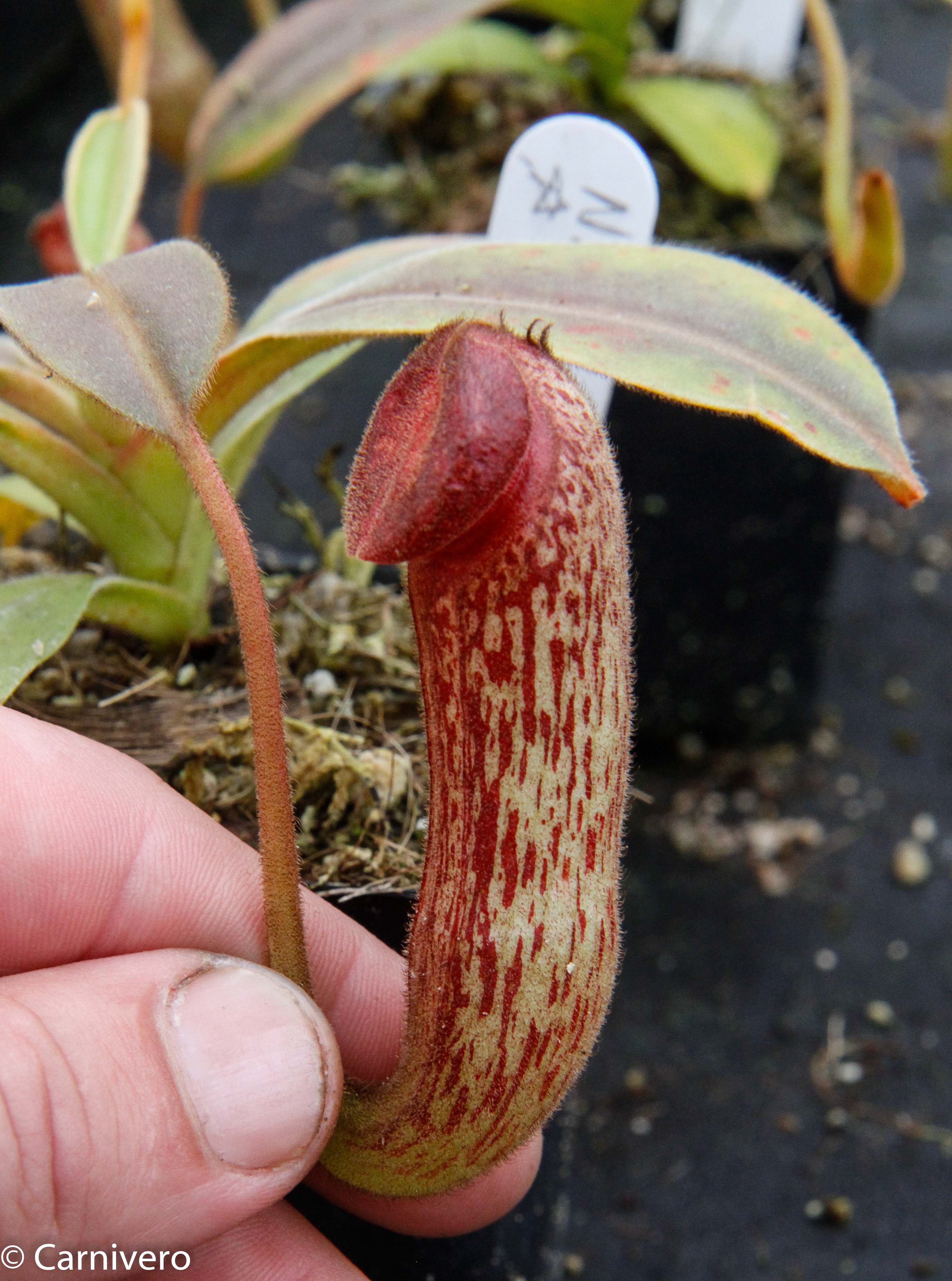 klonoss  Nepenthes klossii, clone 230 – Carnivero