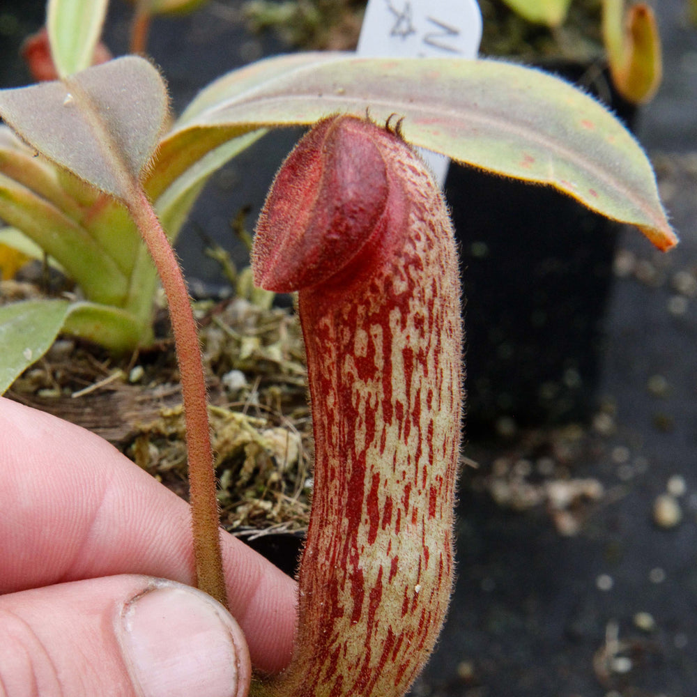 Nepenthes klossii, clone 230
