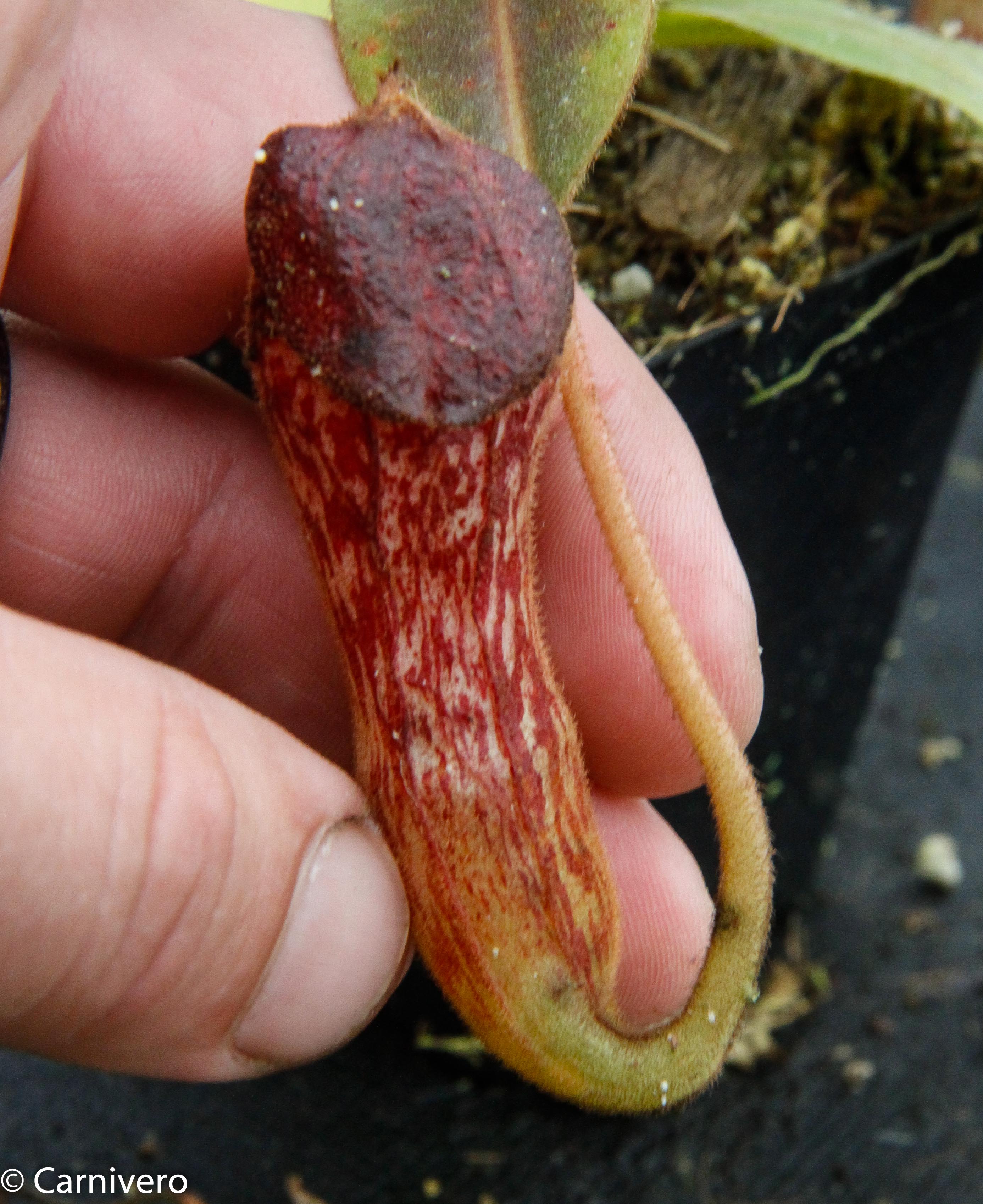 Nepenthes klossii, clone 230 – Carnivero