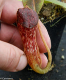Nepenthes klossii, clone 230