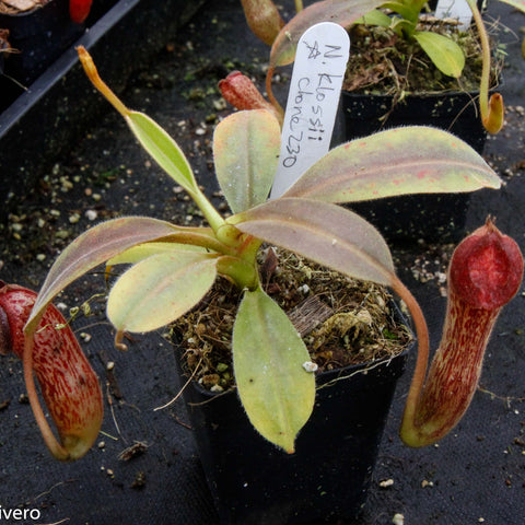 Nepenthes klossii clone 230 plant in a small pot with a red speckled pitcher visible.