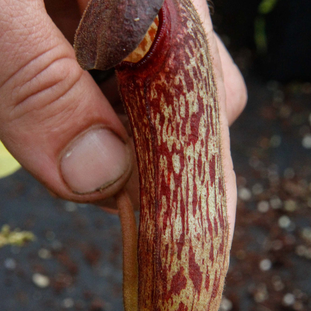 Nepenthes klossii, clone 235