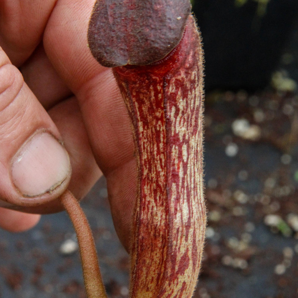 
                      
                        Nepenthes klossii, clone 235
                      
                    