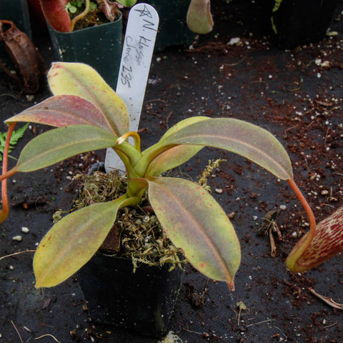Nepenthes klossii plant in a pot with pale green leaves and a long curling orange pitcher.