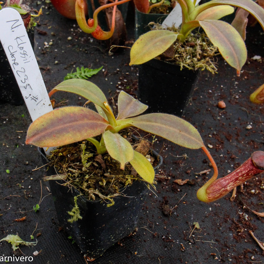 
                      
                        Nepenthes klossii, clone 235
                      
                    