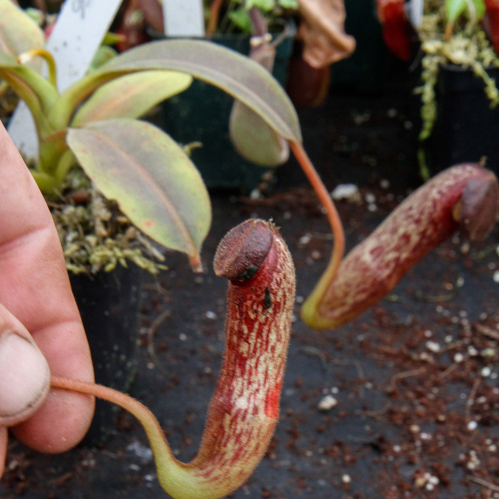 
                      
                        Nepenthes klossii, clone 235
                      
                    