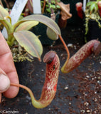 Nepenthes klossii, clone 235
