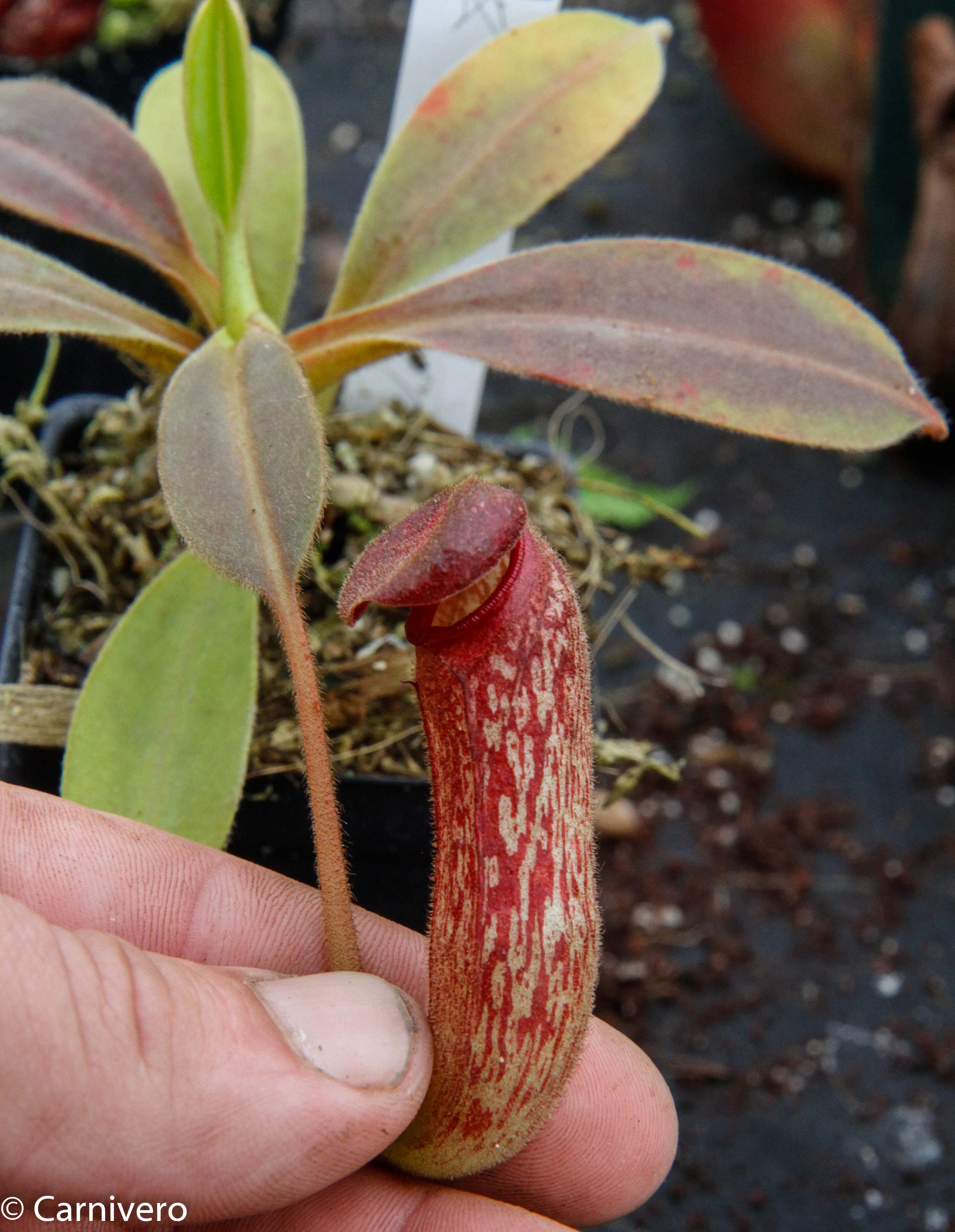 Nepenthes klossii, clone 235 – Carnivero