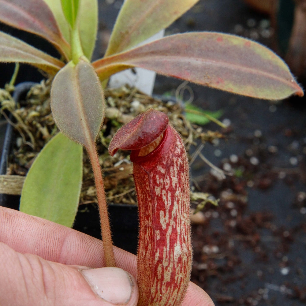 
                      
                        Nepenthes klossii, clone 235
                      
                    
