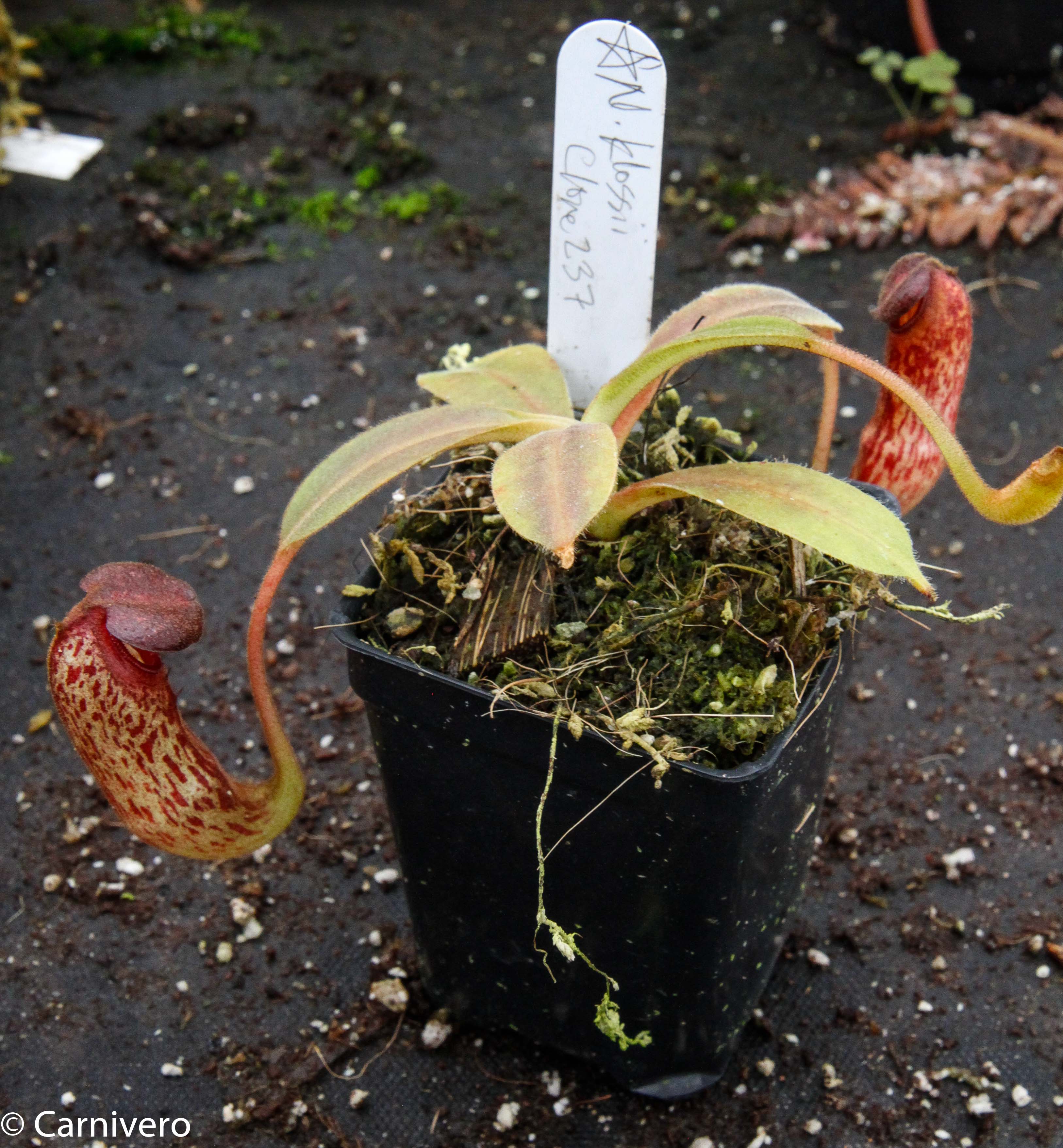 Nepenthes klossii, clone 237 – Carnivero