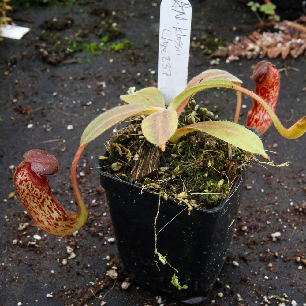 
                      
                        Nepenthes klossii, clone 237
                      
                    