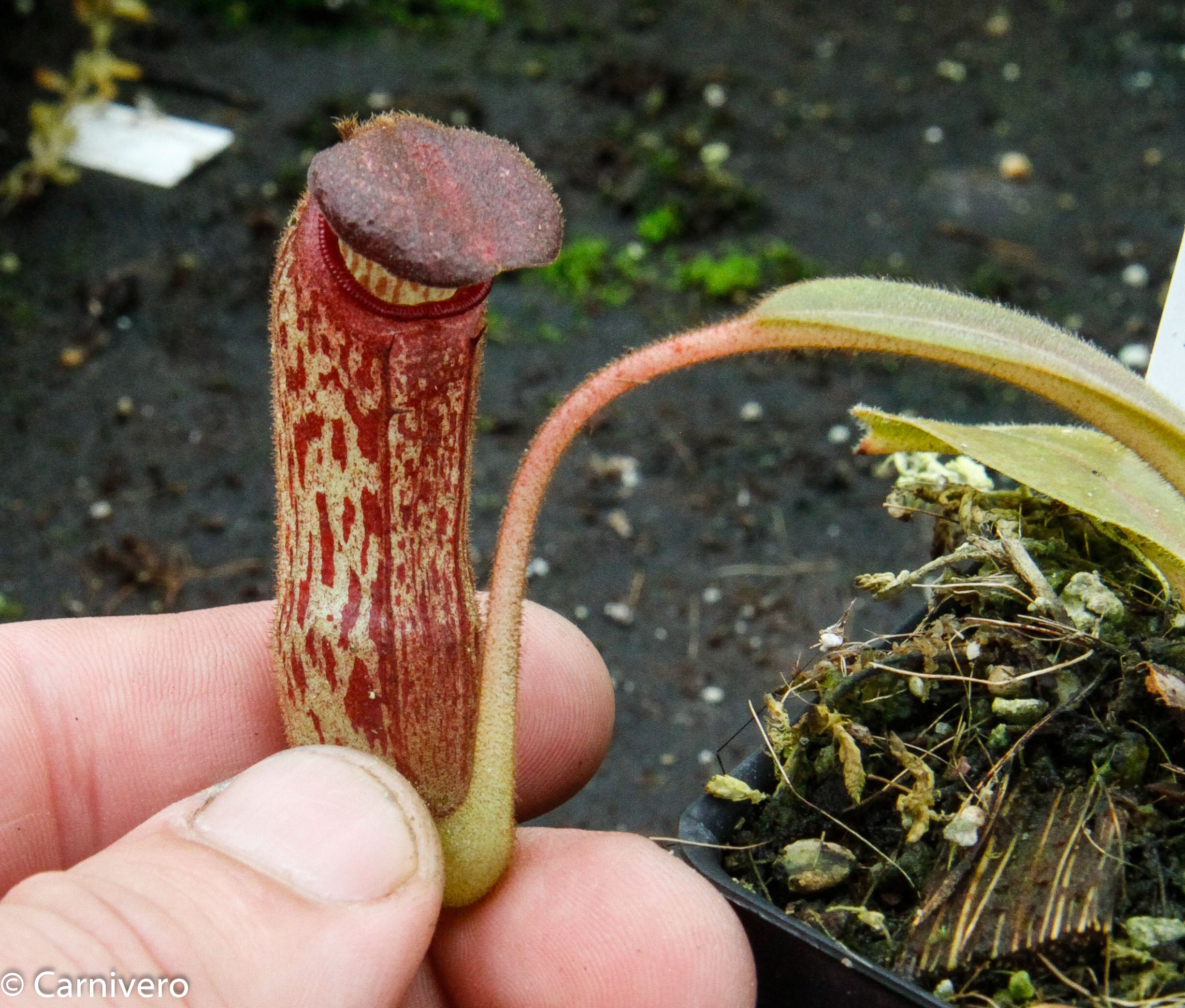Nepenthes klossii, clone 237 – Carnivero