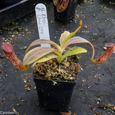 Nepenthes klossii clone 254 pitcher plant in a small black pot with curved red striped traps