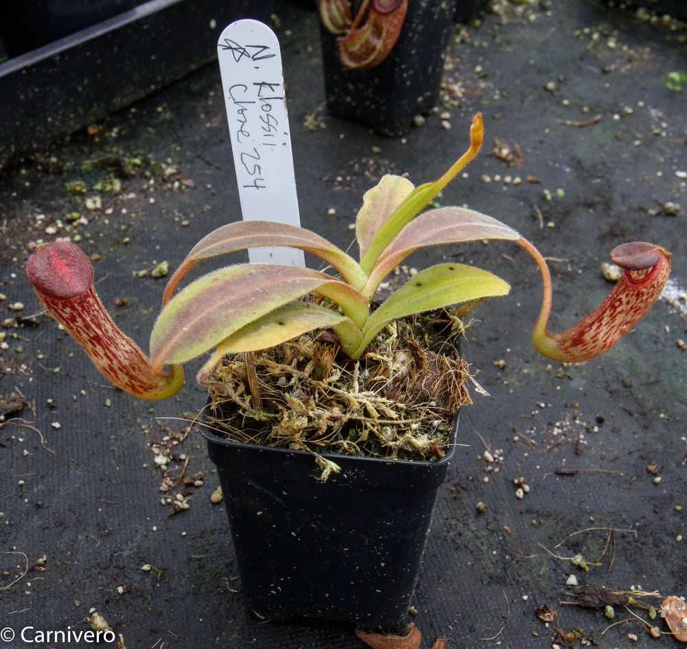 Nepenthes klossii, clone 254