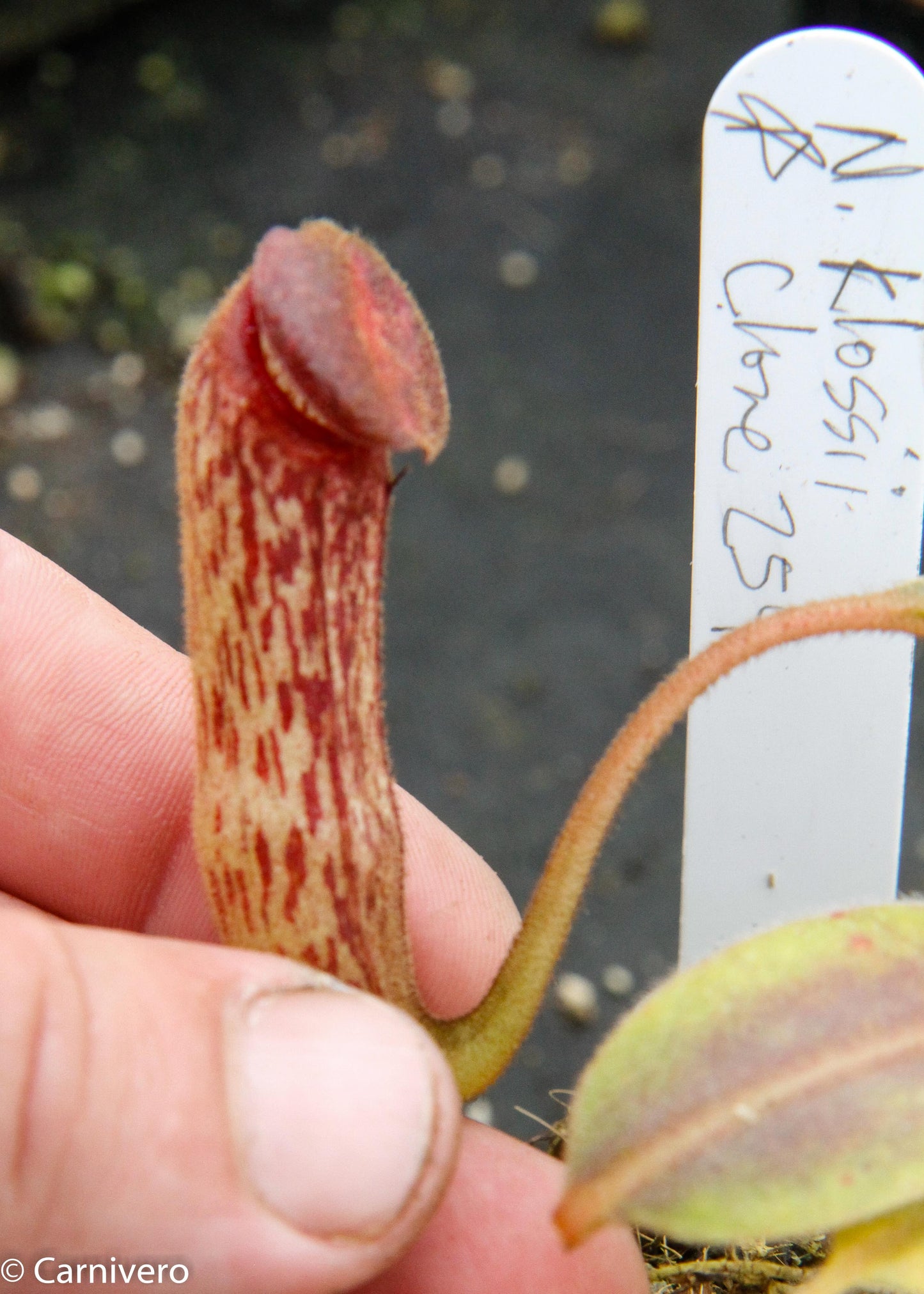 Nepenthes klossii, clone 254