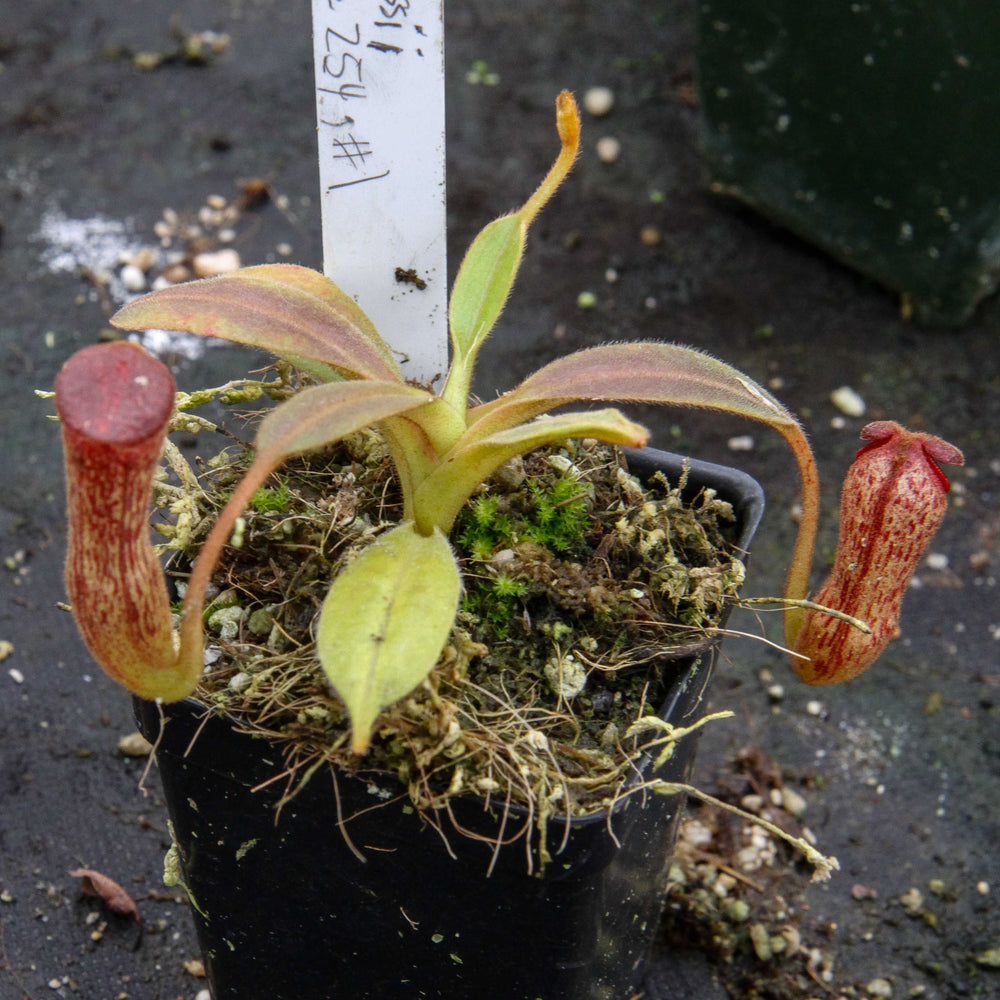 
                      
                        Nepenthes klossii, clone 254
                      
                    