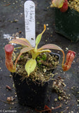 Nepenthes klossii, clone 254