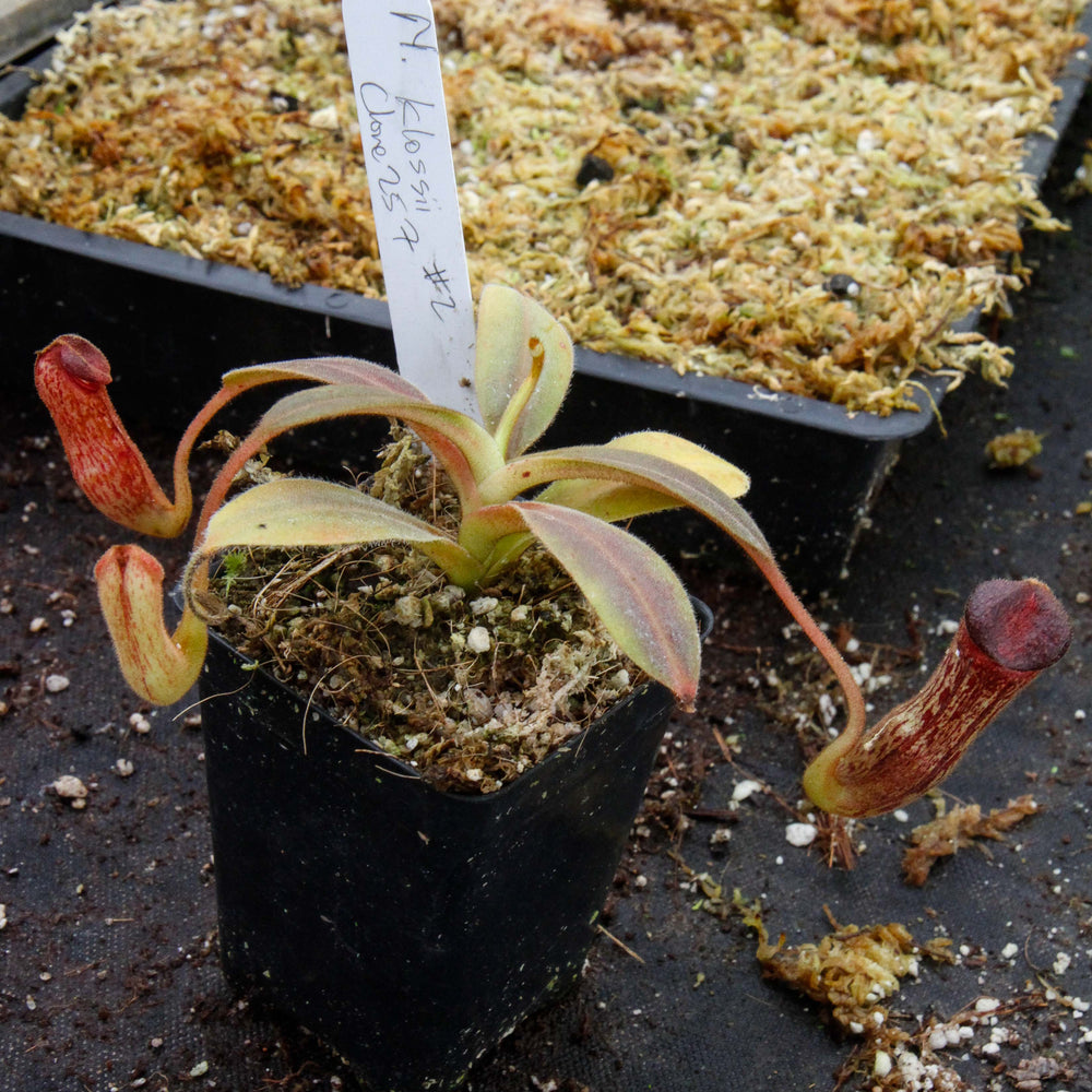 
                      
                        Nepenthes klossii, clone 257
                      
                    