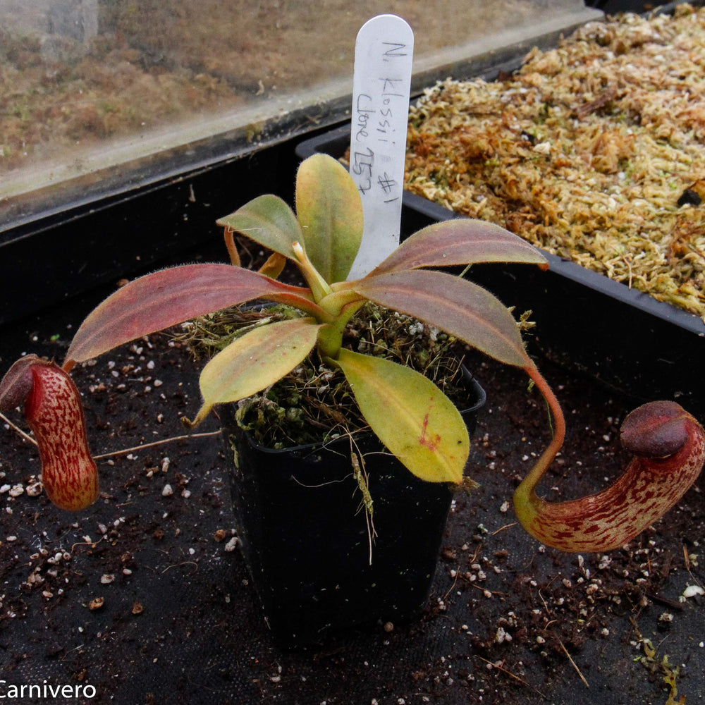 
                      
                        Nepenthes klossii, clone 257
                      
                    