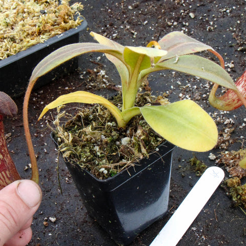 Nepenthes klossii clone 257 with a red patterned pitcher held beside the potted plant on a dark surface