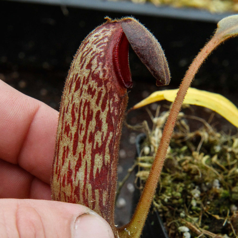 Nepenthes klossii, clone 257