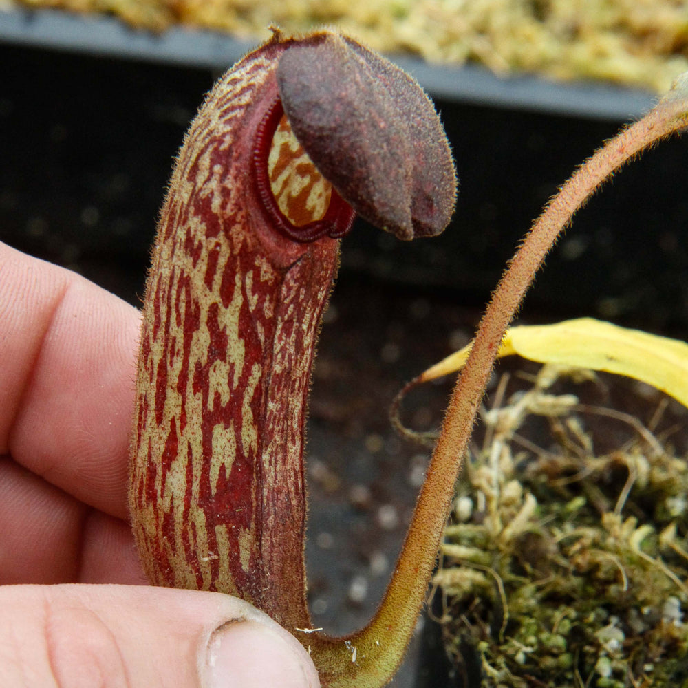 
                      
                        Nepenthes klossii, clone 257
                      
                    