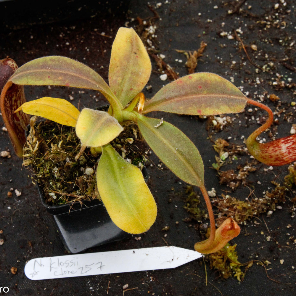 
                      
                        Nepenthes klossii, clone 257
                      
                    