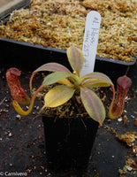 Nepenthes klossii, clone 257