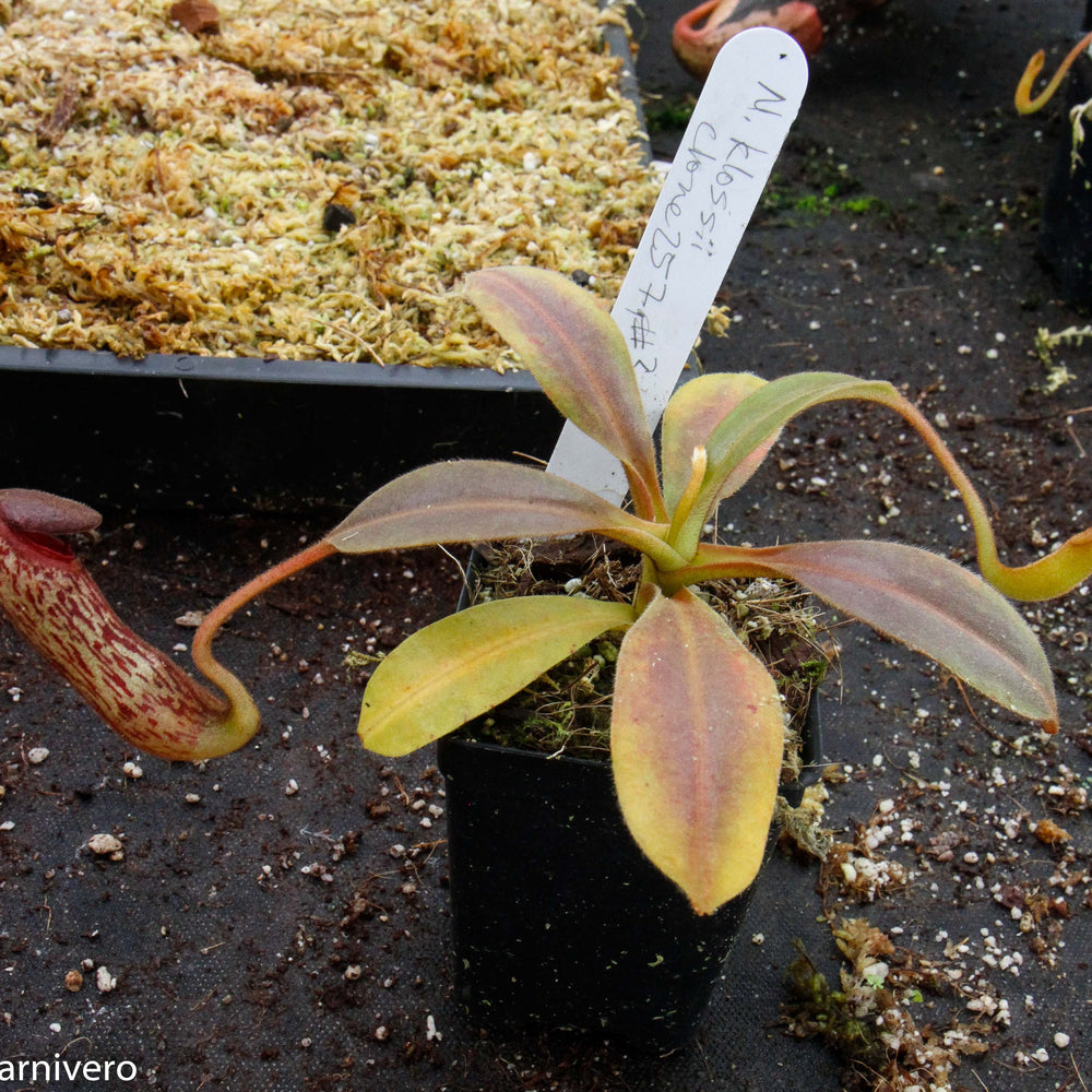 
                      
                        Nepenthes klossii, clone 257
                      
                    