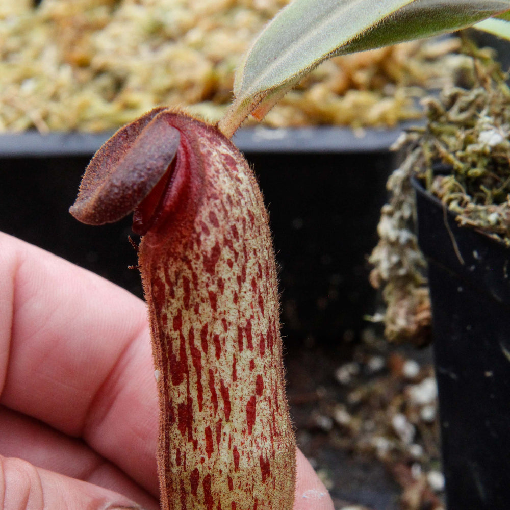 Nepenthes klossii, clone 268