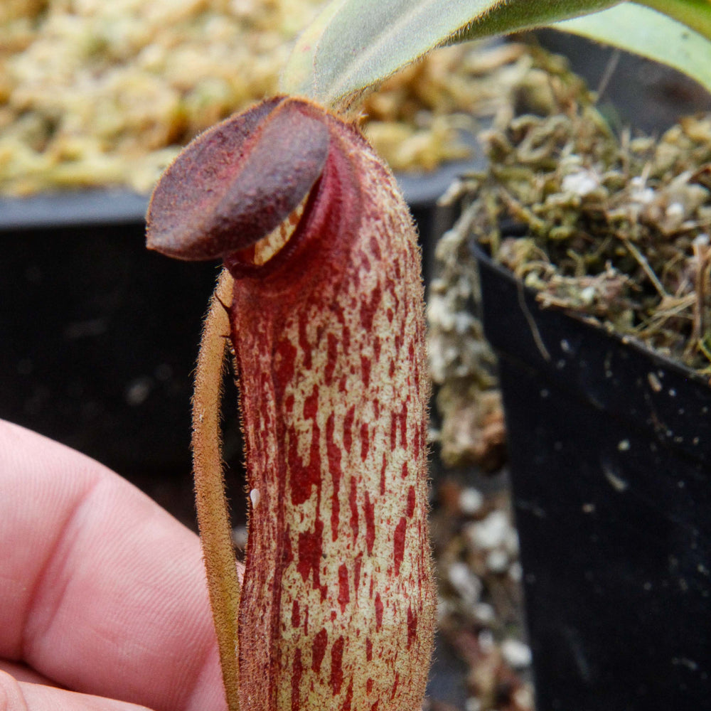 
                      
                        Nepenthes klossii, clone 268
                      
                    
