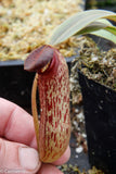 Nepenthes klossii, clone 268