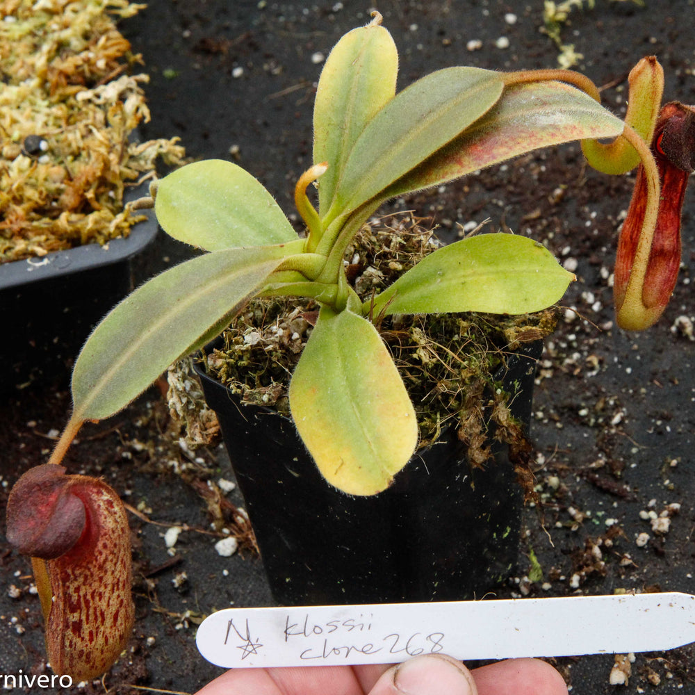 Nepenthes klossii, clone 268