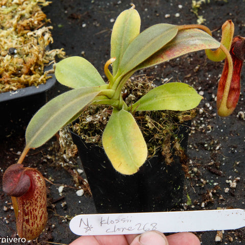 Nepenthes klossii clone 268 with pale green leaves and a tall reddish speckled pitcher hanging from the stem.