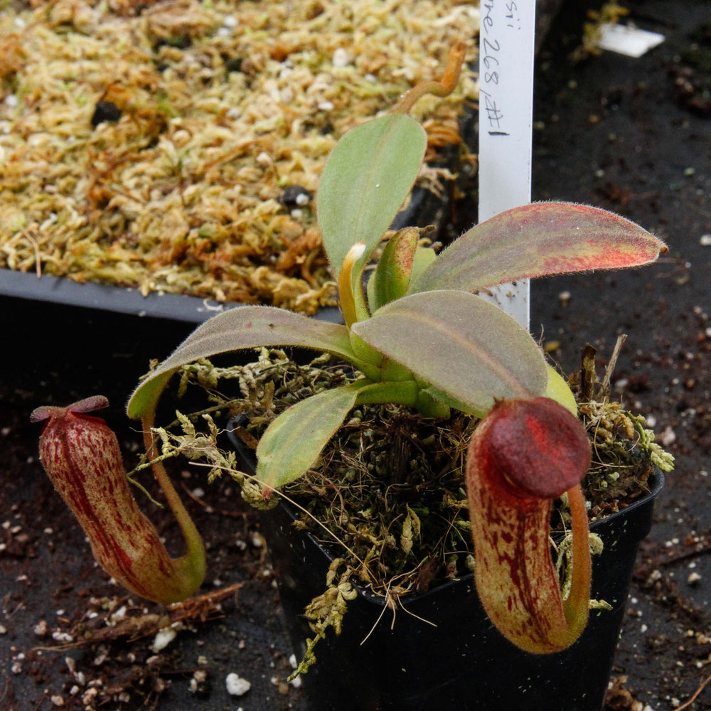 
                      
                        Nepenthes klossii, clone 268
                      
                    