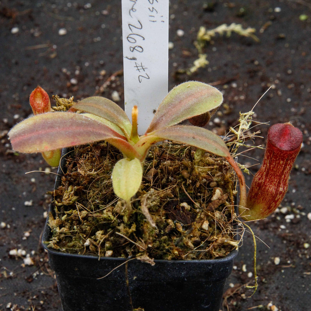 
                      
                        Nepenthes klossii, clone 268
                      
                    