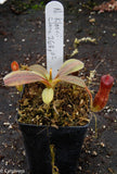 Nepenthes klossii, clone 268