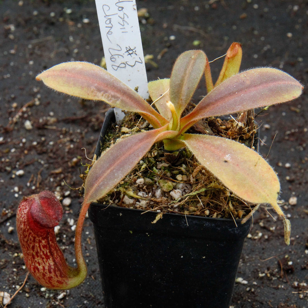 
                      
                        Nepenthes klossii, clone 268
                      
                    