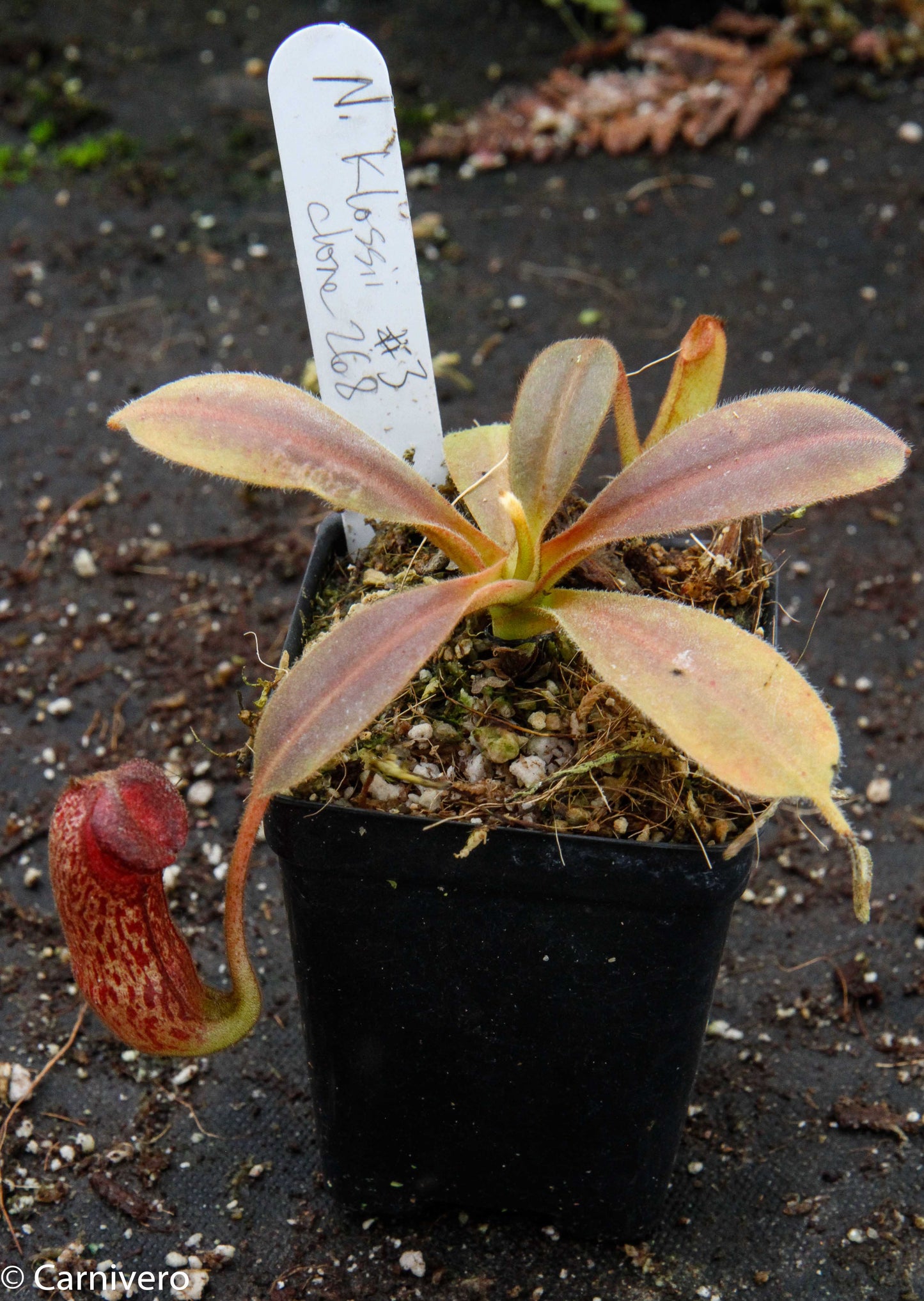 Nepenthes klossii, clone 268