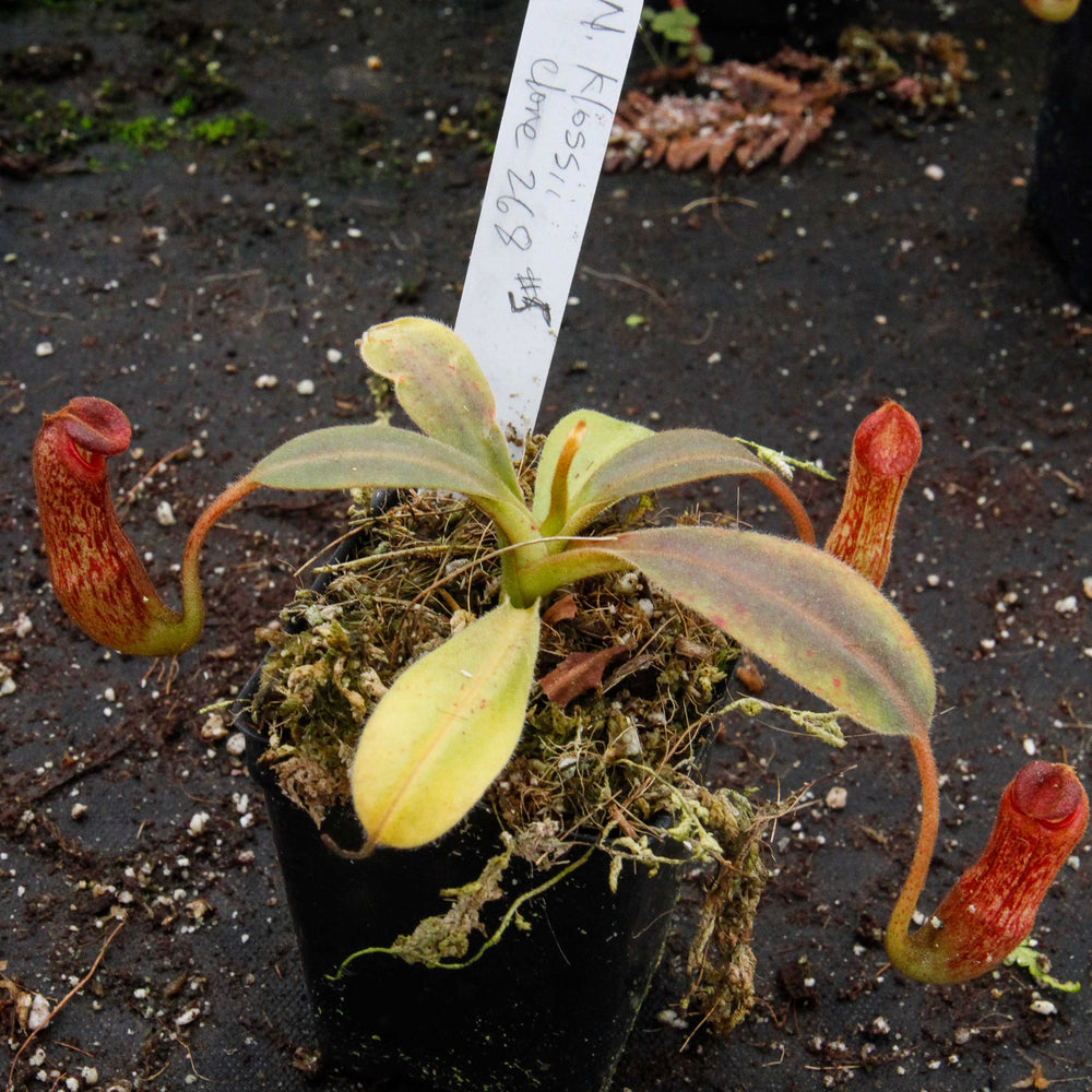 
                      
                        Nepenthes klossii, clone 268
                      
                    
