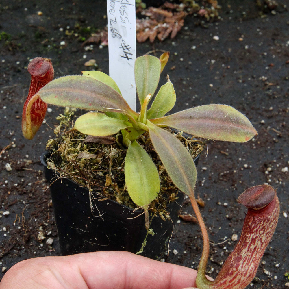 
                      
                        Nepenthes klossii, clone 268
                      
                    