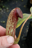 Nepenthes klossii, clone 271