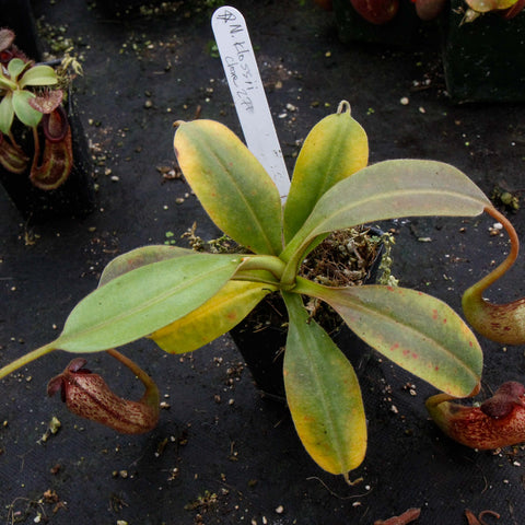 Nepenthes klossii clone 271 potted plant with broad green leaves and several elongated pitchers hanging from slender tendrils